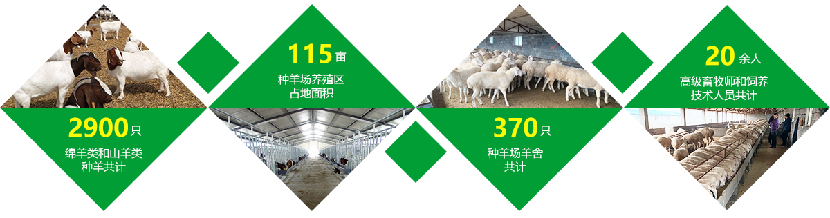 鄆城圣泰養(yǎng)殖有限公司