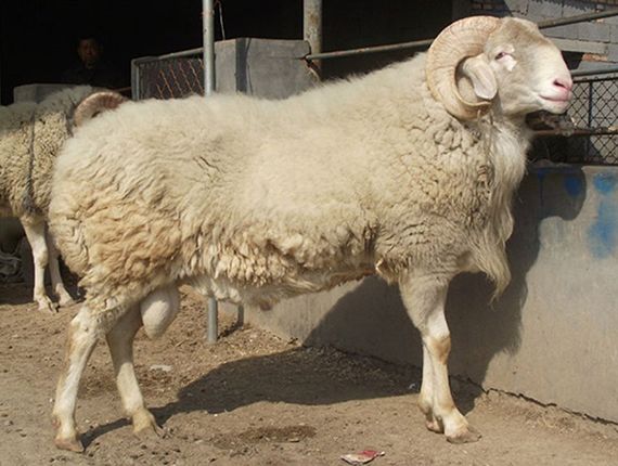 鄆城圣泰養(yǎng)殖有限公司