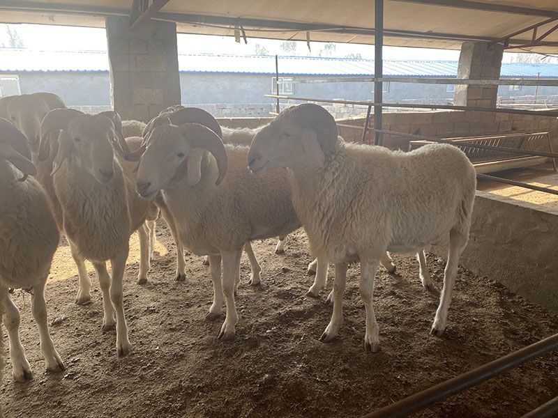 養(yǎng)殖實(shí)景