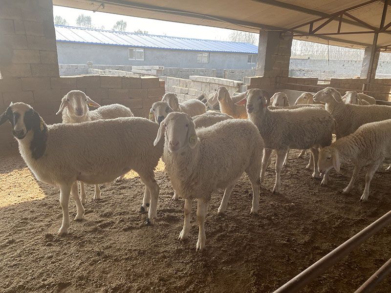 養(yǎng)殖實(shí)景