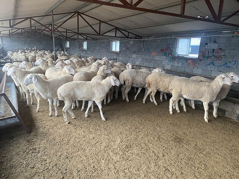 養(yǎng)殖實(shí)景