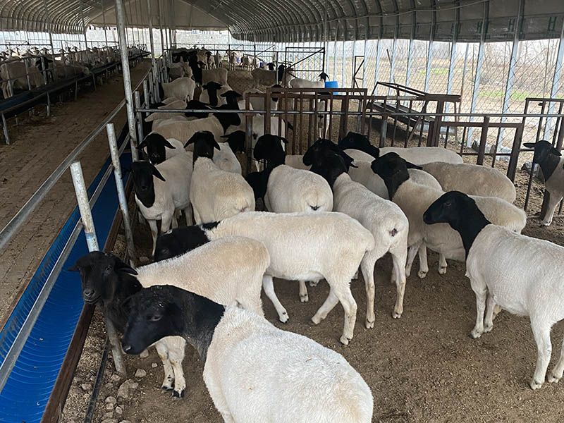 養(yǎng)殖實(shí)景