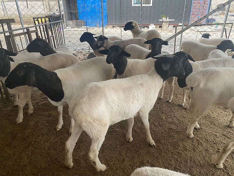 養(yǎng)殖實(shí)景