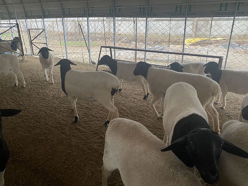 養(yǎng)殖實(shí)景