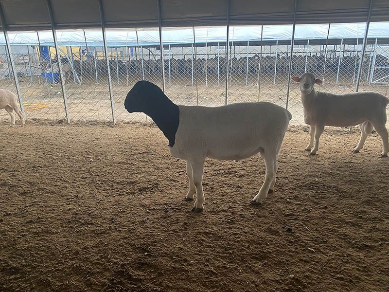 養(yǎng)殖實(shí)景