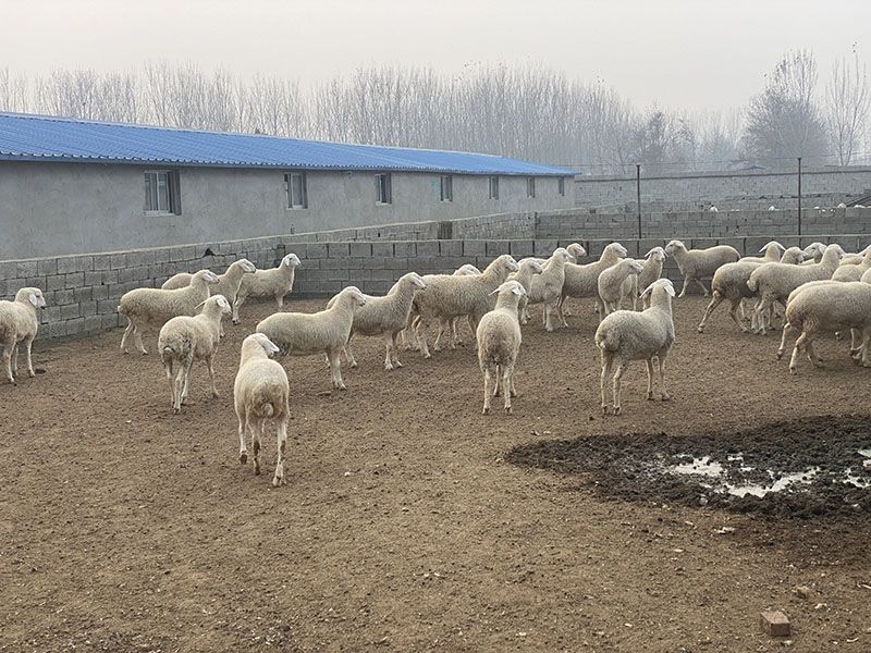 養(yǎng)殖實(shí)景