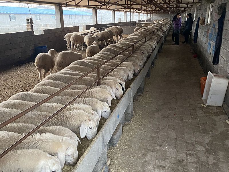 養(yǎng)殖實(shí)景