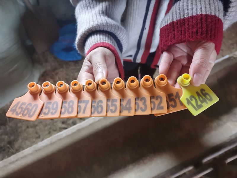 養(yǎng)殖實(shí)景