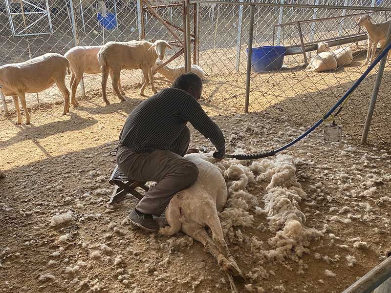 養(yǎng)殖實(shí)景