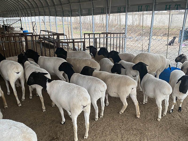 養(yǎng)殖實(shí)景