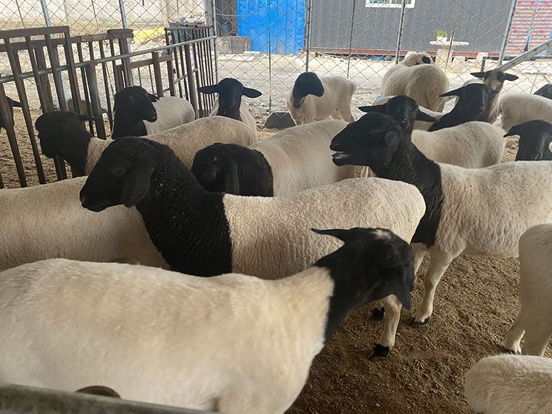 養(yǎng)殖實(shí)景