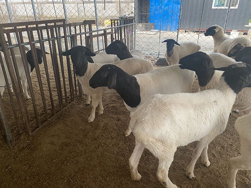 養(yǎng)殖實(shí)景