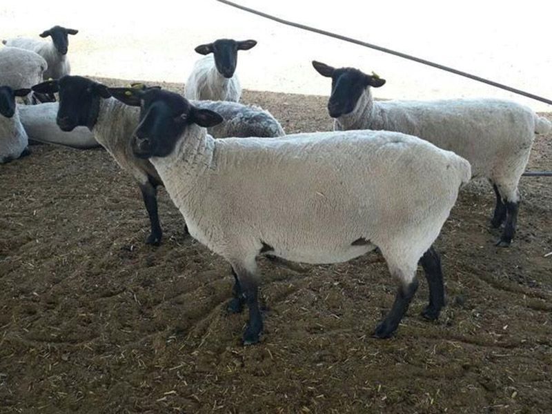 薩?？搜?></dt><dd></dd></ol>
</ul>
<!--圖片展示結束-->
</div>

<div   id=