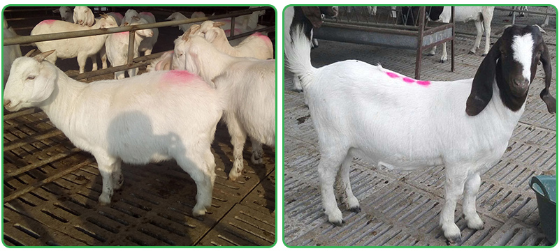 鄆城圣泰養(yǎng)殖有限公司