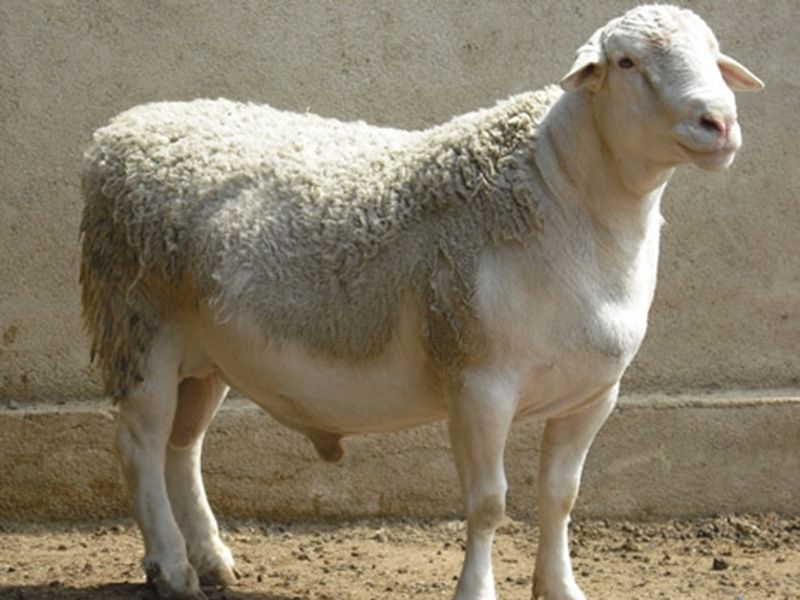 杜泊綿羊