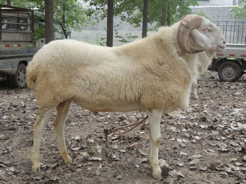 小尾寒羊種公羊