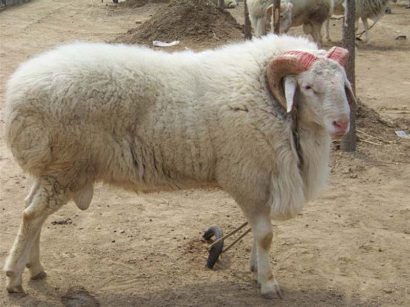 小尾寒羊種公羊