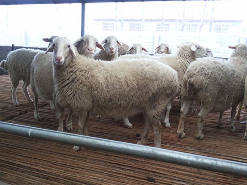 ?小尾寒羊如何接產(chǎn)產(chǎn)前準(zhǔn)備