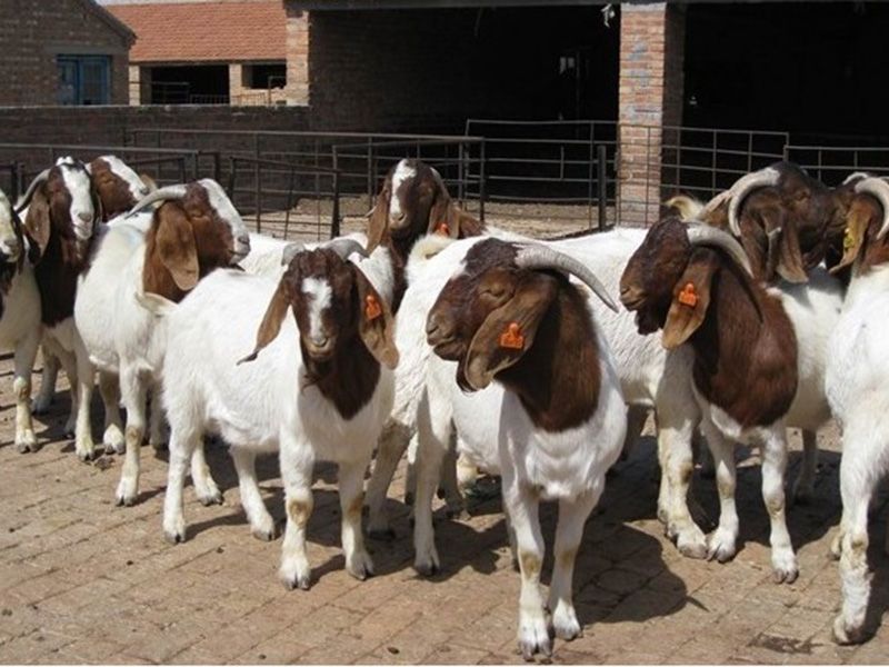 波爾山羊冬季如何管理，應(yīng)該注意什么