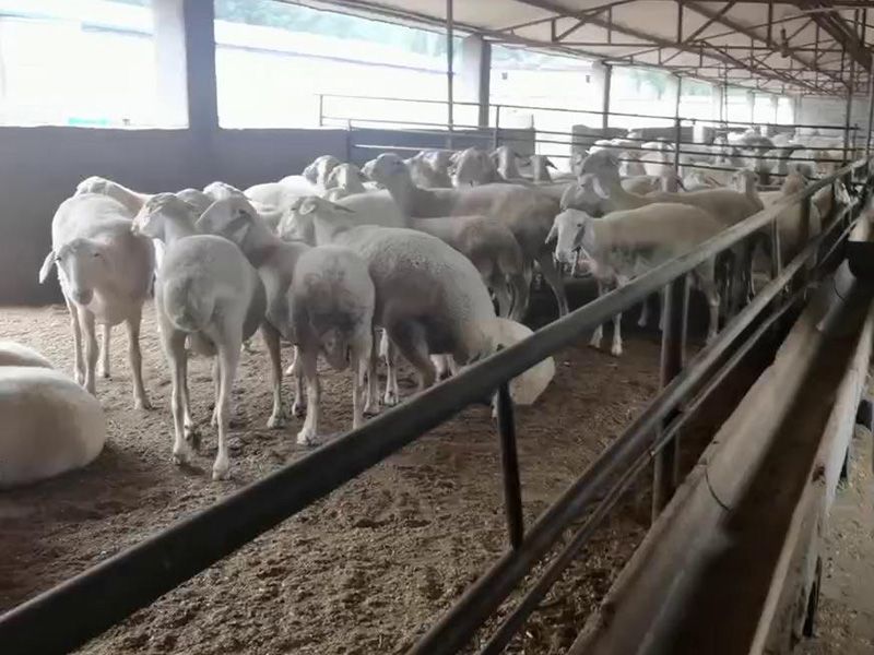 養(yǎng)殖實(shí)景（視頻）