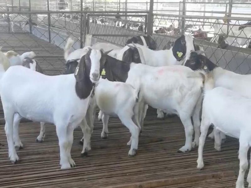 養(yǎng)殖實(shí)景（視頻）