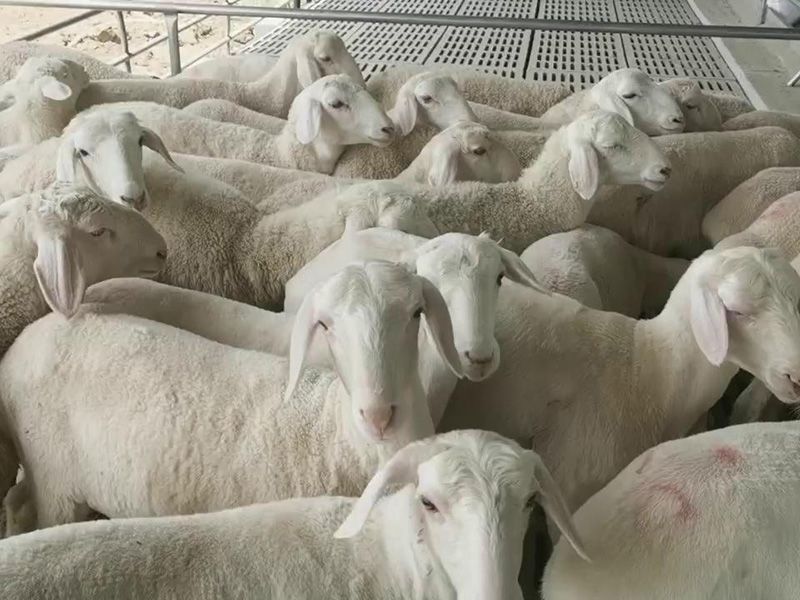 養(yǎng)殖實(shí)景（視頻）