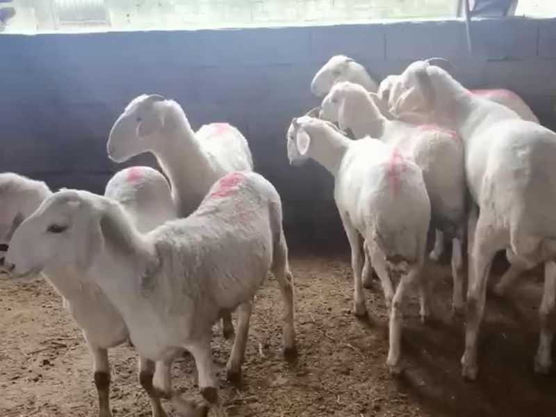 養(yǎng)殖實(shí)景（視頻）