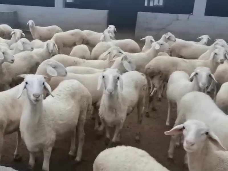 養(yǎng)殖實(shí)景(視頻)