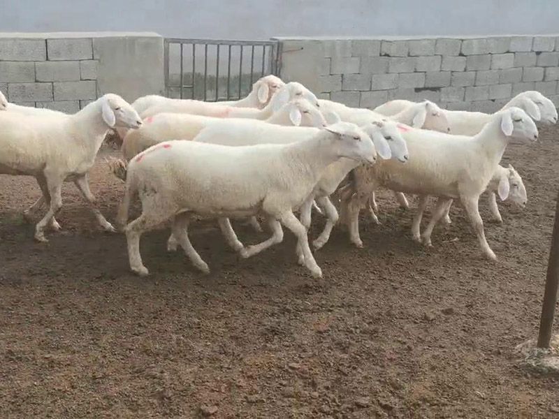 養(yǎng)殖實景（視頻）