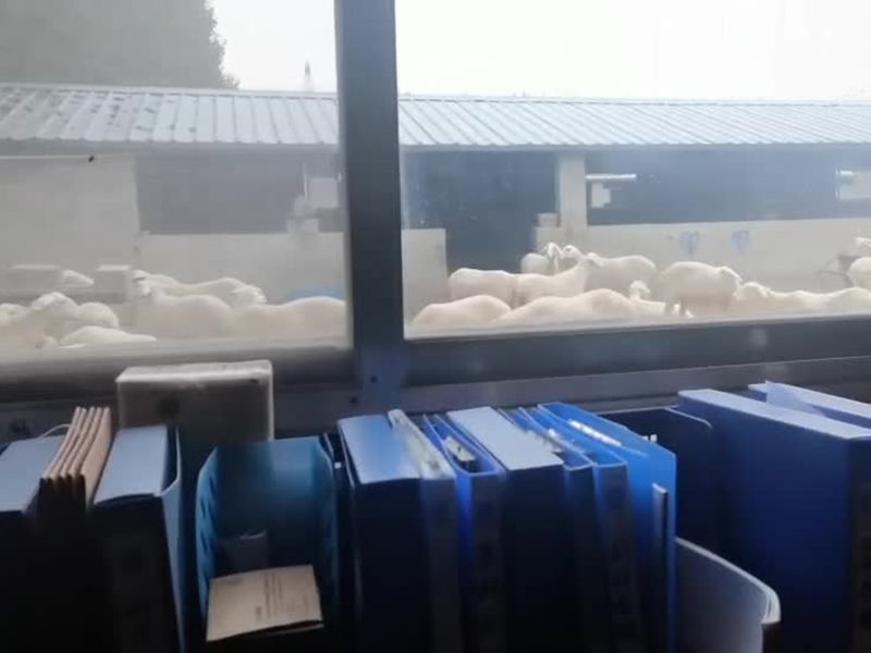 養(yǎng)殖實景（視頻）