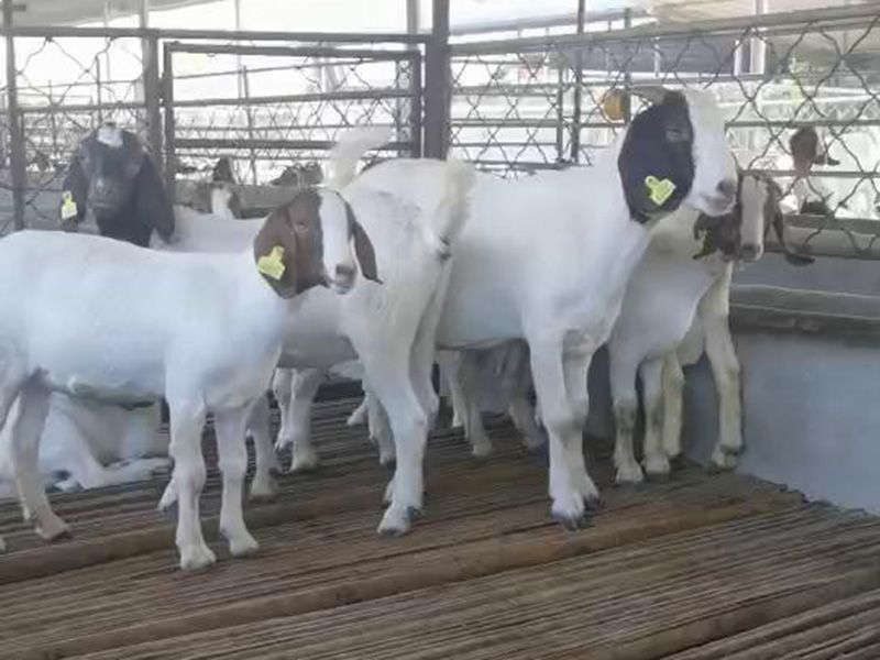 養(yǎng)殖實(shí)景(視頻)