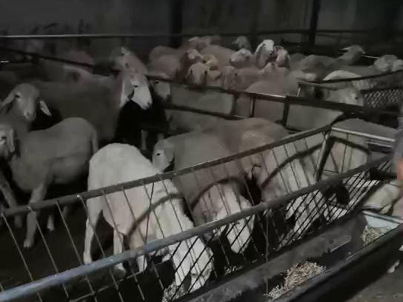 養(yǎng)殖實(shí)景(視頻)