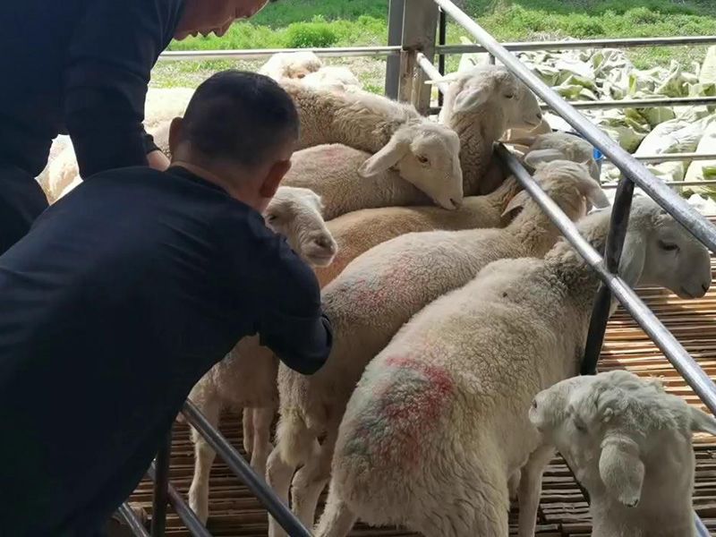 養(yǎng)殖實景(視頻)