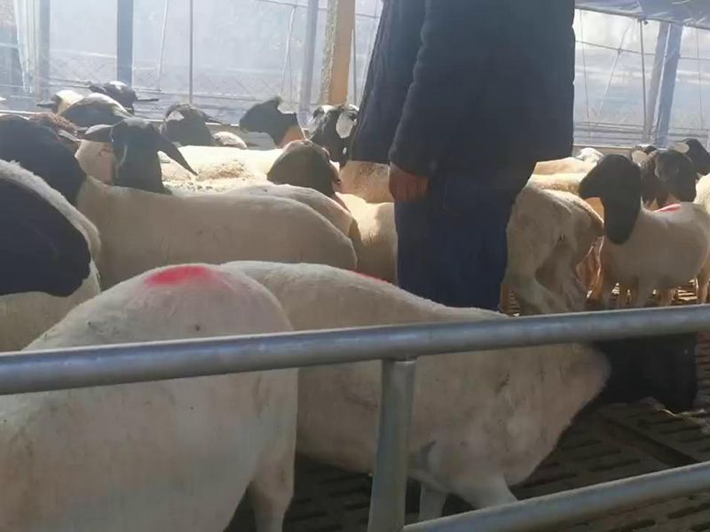 養(yǎng)殖實景(視頻)